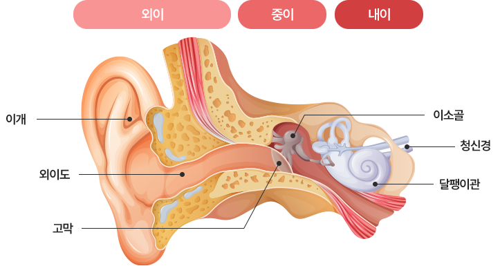 귀 구조 해부도